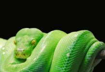 Kto korzysta z Pythona?